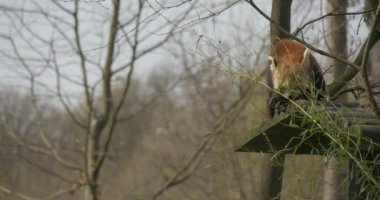 Şirin sahne Red Panda şube tarafından onun pençe nesli tehlike altında olan esir hayvan kirmizi-kahverengi kürklü orman Hayvanat Bahçesi bahar manzarada tutan yeşil yaprakları yiyor