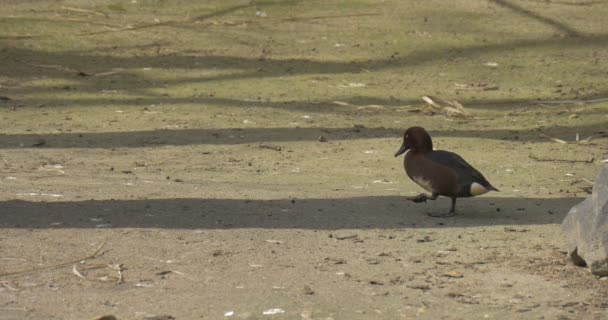 Mallard se está alejando torpemente Primavera Soleado El pájaro se está moviendo por tierra seca en un banco pedregoso Observación del comportamiento de las aves Ornitología Estudiar — Vídeo de stock