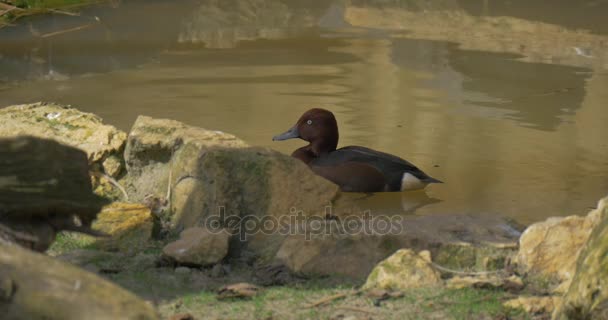 Gallina de pato salvaje nadando en el pequeño lago del estanque del pantano en primavera Día soleado Colorido pájaro acuático moteado marrón en las piedras del zoológico en los bancos del estanque — Vídeo de stock