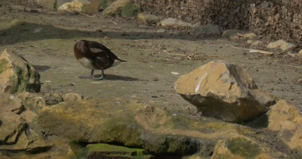 Brown Mallard está caminhando rápido por terra seca Primavera dia ensolarado brilhante Brown Speckled Waterfowl Bird no zoológico Stony Banks of Swamp Observação das aves — Vídeo de Stock