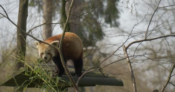 Firefox en un tejado de alimentador cabeza descendente primer animal cautivo en peligro de extinción con piel marrón rojiza lindo oso-gato en la protección del medio ambiente forestal — Vídeos de Stock