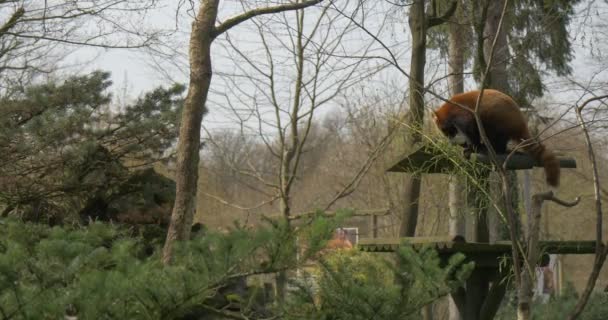 Firefox se tient sur un haut de mangeoire mange feuilles tenant branche par sa patte en voie de disparition animal captif avec fourrure brun rougeâtre dans la protection de l'environnement forestier — Video