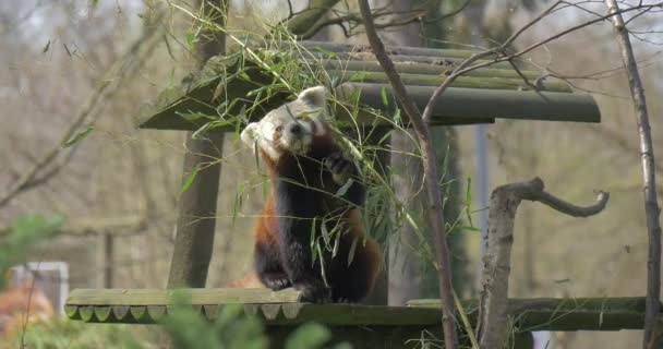 Panda Menor está comiendo hojas en ramas de árboles en peligro de extinción Animal cautivo se sienta en alimentador de madera en primavera Día soleado Bosque Protección del medio ambiente Zoología — Vídeos de Stock