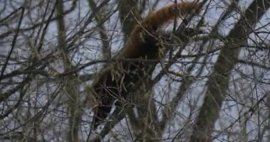 Firefox arama için gıda arasında ağaç dalları nesli tehlike altında olan esir bahar güneşli bir günde orman mavi gökyüzü doğa hayvan davranış eğitimi içinde bir hayvandır