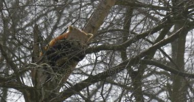 Küçük Panda ağaç dalları bahar güneşli gün ile yüz için orman doğa çevre koruma kamera nesli tehlike altında olan esir hayvan üzerinde dinleniyor