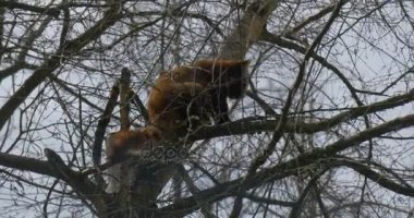 Red Panda almak için ağaç ağaç gıda orman çevre koruma zooloji Zoo nesli tükenmekte olan hayvan şubeleri için onun kürk arama yalama