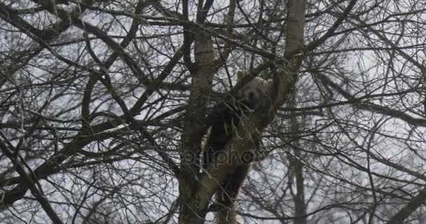 레 서 팬더 맨 트리 검색 위한 음식 멸종 포로 동물 봄 저녁 숲 자연 환경 보호 동물학에서을 등반 — 비디오