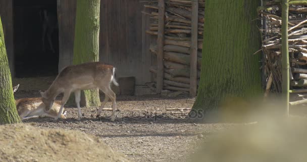 Herten Cubs zijn Grazing Sniff de grond Fawn Lies Down en krijgt van dieren onder de bomen in de zonnige lente dag dierentuindieren gedrag bestuderen en bescherming — Stockvideo