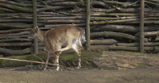 2 つのフォーンズ放牧振る尾鹿カブスの動物たちがパドック日当たりの良い春の日動物園環境保護動物の行動で木製のフェンスに沿って歩く — ストック動画