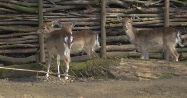 Trzy młode jelenie w płot dziennika na suchej ziemi, cielęta zwierząt wybiegu Zoo w słoneczny wiosenny dzień ochrony środowiska zwierząt zachowanie studia — Wideo stockowe
