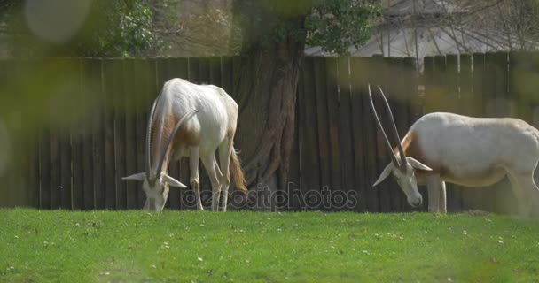 Arabisk Oryx antiloper betar på betesmark färska våren gräs stora djur med Saber forma horn i inhägnad ridbana i solig dag se genom blad — Stockvideo