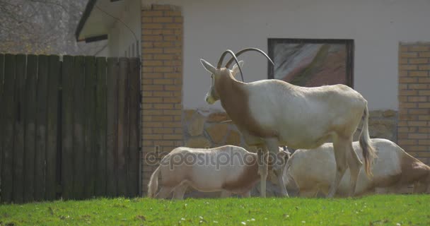 Arabian Oryx Pâturage sur herbe verte près de la grange Grands animaux avec des cornes en forme de sabre sur le pâturage dans le zoo ensoleillé du Printemps Observation du comportement des animaux 