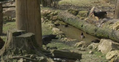 Su havuzumda yüzerek doğal yaşam alanı büyük kuş kafesi Hayvanat Bahçesi güneşli bahar gün taşlar ağaçlar ahşap güdük gezi Opole Hayvanat Bahçesi turizm Polonya için kel Ibis içki