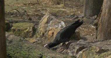 Bir kel Ibis yürüyüş Rocky habitatları besleme taş ve ağaç gövdeleri güneşli bahar gün kuş Hayvanat Bahçesi gözlem kuşun davranış nesli tehlike altında olan kuş olduğunu