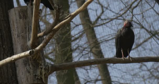 "Ибис с красным клювом" сидит на ветке и превращает голову в солнечную весеннюю птицу, наблюдая за поведением птицы, находящейся под угрозой исчезновения в зоопарке. — стоковое видео