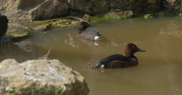 Mallards Berenang oleh Danau Bald Ibis Datang dan Minum Air Cerah Springtime Day Observasi Burung Perilaku Ornitologi Belajar di Kebun Binatang Aviary — Stok Video