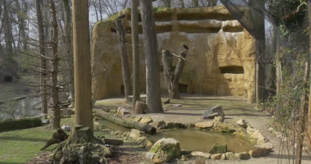 Лысые ибисы в птичнике, сделанные как естественные птицы летают среди скал и каменистых берегов воды Солнечный день Роки обитания критически исчезающих птиц в зоопарке — стоковое видео