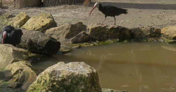 대머리 Ibises 작은 풀 스토 니 은행 화창한 봄 날 새 동물원 비판적으로 멸종 위기에 놓인된 포로에서 자연 서식 지에서에서 물을 마시는 조류학 공부 새 — 비디오