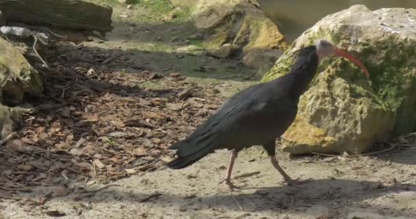 ボールドアイビス、石湖日当たりの良い春の日鳥鳥の動作批判的に危険にさらされた鳥の動物園で岩が多い生息地観察の銀行に沿って歩く — ストック動画