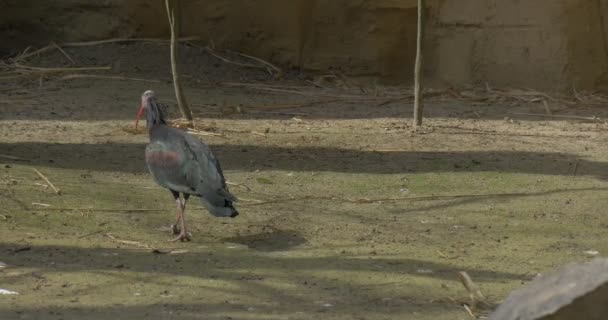 Plešatý Ibis je chůze po suché zemi v ptačí Voliéra v Rocky stanovišť pozorování ptačí chování v slunečný jarní den kriticky ohrožených ptačích — Stock video