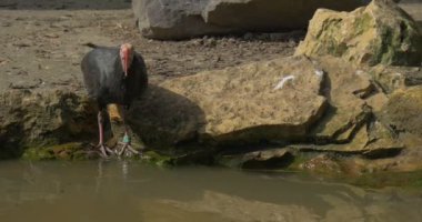 Kel Ibis taşlı banka içecekler su görünüyor çevresinde güneşli bahar gün gözlem kuşun davranış eleştirel nesli tehlike altında olan kuş üzerinde Caprive Hayvanat Bahçesi duruyor