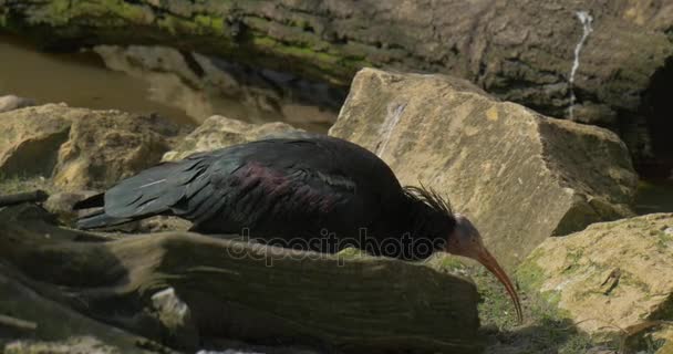 Plešatý Ibis krmení mezi kameny polopouště místo blízko vody slunečný jarní den pták v pozorování skalní stanoviště ptačí chování ptáka v Zoo — Stock video