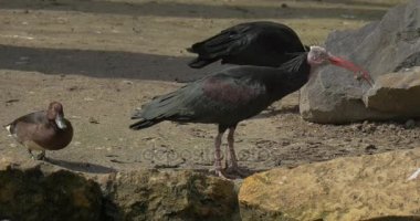 İki kel Ibises çoğu besleme yürüyüş güneşli bahar gün Rocky habitatları Mallard gözlem arkasında Ibises kuşlar eleştirel nesli tehlike altında olan kuş olduğunu