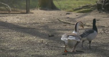 Kazlar büyük kuş kafesi aptal kişinin yeşil çayır büyük kuş kafesi sembolü besleme kuşların davranış su kuşları kuşların Hayvanat Bahçesi güneşli gün gözlem tarafından yürüyüş