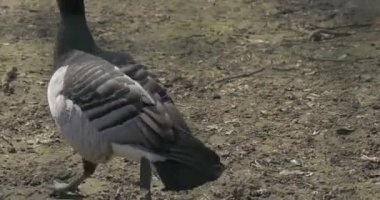 Gri kaz yürüyüş Away From kamera su kuşu kuşlar Hayvanat Bahçesi büyük kuş kafesi güneşli bahar Ornitoloji kuş eğitim beslenme aptal kişi sembolü olduğunu