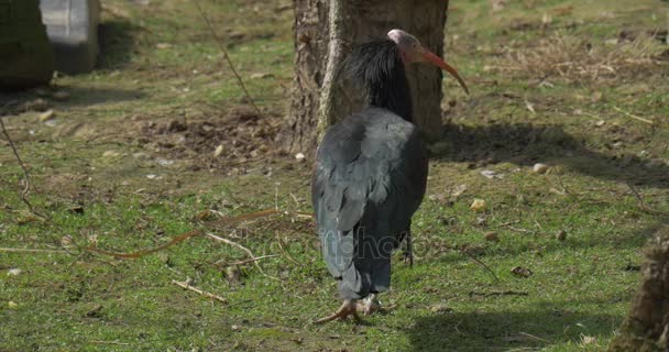 Black Bald Ibis Walks by Green Grass Feeding Meadow Among Trees Natural Bird 's Habitat Observation of the Bird' s Behavior Critically Endangered Bird — стоковое видео