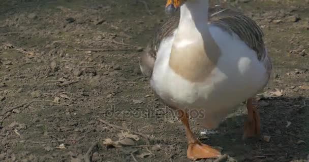 Une oie marche près de la caméra Les orteils des pieds des oiseaux sont bordés par une membrane Oiseaux aquatiques sur sol sec Aviaire Ensoleillé Printemps Symbole de la personne stupide — Video