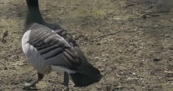 Le oche grigie che camminano lontano dalla macchina fotografica Uccelli acquatici nello zoo Alimentazione in ornitologia solare di primavera aviaria Studiare l'uccello è il simbolo della persona sciocca — Video Stock