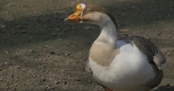 Ganso está preparando sus plumas sacude su cola de pie en el suelo aves acuáticas alimentándose de pradera verde aviario soleado día de primavera en el zoológico al aire libre — Vídeos de Stock