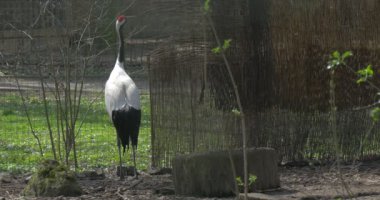 Kadın gri taç vinç çayır çıplak ağaçlar vinç ile üzerinde bir üst, onun kafa nesli tehlike altında olan esir kuş altın yok tutam ilkbaharda büyük kuş kafesi tarafından yürüyor