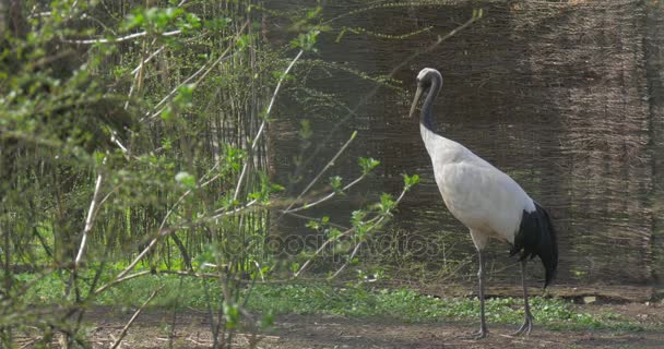 Grulla coronada gris hembra se alimenta de grúa de prado sin penacho de oro en la parte superior de su cabeza Pájaro cautivo en peligro de extinción camina por aviario en un día soleado — Vídeo de stock