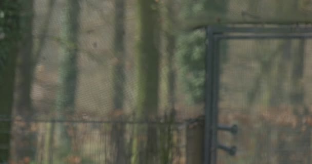 Grulla coronada gris hembra gira su cabeza en peligro de extinción pájaro con manchas rojas y sin penacho de oro en la parte superior de su cabeza pájaro está en aviario en soleado Primavera de Europa — Vídeos de Stock