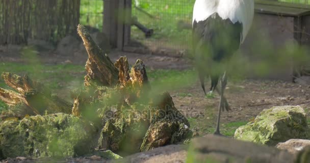 Ben och vingar av grå krönt Crane utrotningshotade fågeln är gå långsamt by Aviary i soliga våren dag naturliga livsmiljö av fågel miljöskydd — Stockvideo