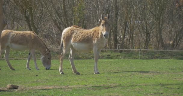 Deux ânes broutent sur les arbres verts à branches nues de Medow fraîches sont autour du jour ensoleillé du printemps animal domestique adapté à la zoologie des terres marginales du désert — Video