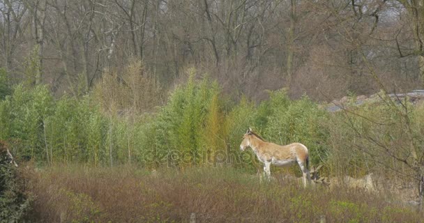 茶色のロバの緑の新鮮な Medow 高草晴れた日国内の放牧パック動物の愚かな人の春風景をワイド ショット ロバ シンボル — ストック動画