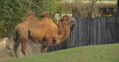 Bactrian deve kürk Wind Two-Humped Pack Animal Walks Away Even-Toed Ungulate hayvan Hayvanat Bahçesi padok içinde sallanan çitlerle çevrili gezinti güneşli bir günde biridir