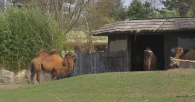 Stable Barn Grazing Standing Two-Humped Pack Animal Even-Toed Ungulate hayvan Hayvanat Bahçesi padok içinde Asya develeri çitlerle çevrili ağaçlar vardır Swating bahar günüdür