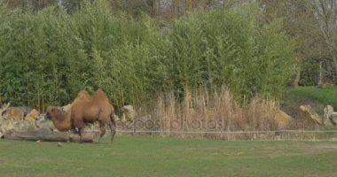 Bactrian deve Grazes Grass Stones Trees Rocky Habitat Two-Humped Pack Animal Even-Toed Ungulate hayvan Hayvanat Bahçesi padok içinde bahar güneşli çitlerle çevrili olduğunu