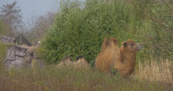 Бактрийский верблюд среди высокой травы превращается обратно Двухгорбый стаи животных, даже пальцы ног копытного животного в зоопарке Paddock огорожена Экскурсия в солнечный летний день весны — стоковое видео