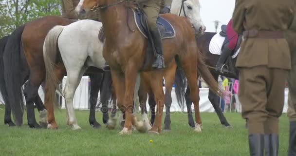 Jour du drapeau polonais à Opole Chevaux sur Green Field spectateurs de performance sont derrière la clôture Cavaliers effectuer des tours Vintage uniformes militaires jambes de chevaux — Video