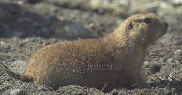 Gopher 关闭了松鼠移动他短尾巴可爱动物看与谨慎啮齿动物与大黑眼睛啮齿类动物穴居隧道野生动物在沙漠中 — 图库视频影像