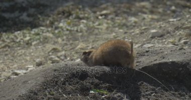 Gopher Burrowing aşağı ve gizleme Dünya Avrupa zemin sincap Avrupa Souslik Spermophilus Suslicus sincap hamle onun kısa Bushy kuyruk olduğunu