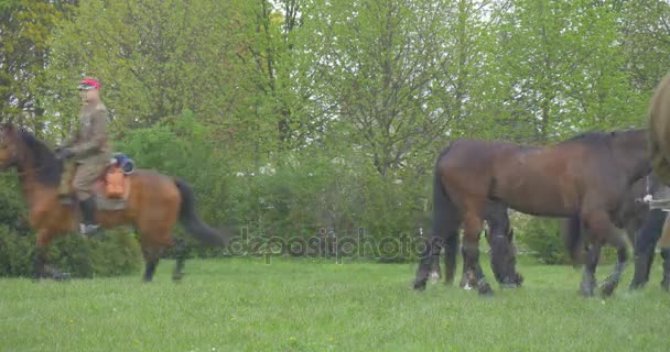 Día de la Bandera Polaca en Opole Jinetes en Uniformes Los novios lideran a los caballos Soldados en Auténticos Uniformes Militares Vintage Desfile en Meadow Park Árboles Verdes — Vídeo de stock