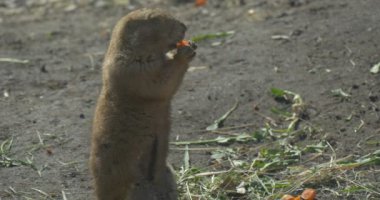 Gopher arka ayakları üzerinde oturmak ve kemirgen büyük kuş kafesi yabani hayvanlar ve bitkiler besleme tohumlar Mısır veya buğday Avrupa zemin sincap Avrupa Souslik Spermophilus Suslicus yiyor
