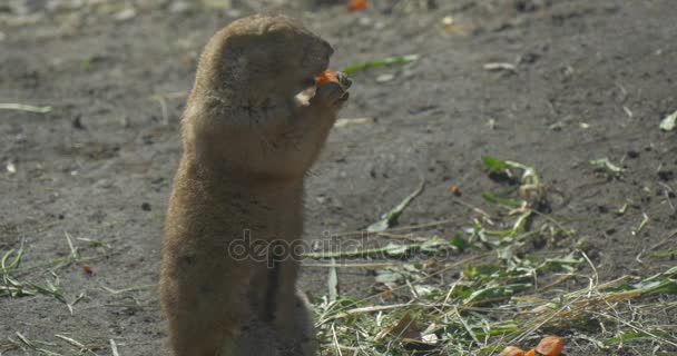 Gopher 坐在它的后腿和吃饲料的种子玉米或小麦欧洲地面松鼠欧洲 Souslik 达 Suslicus 啮齿动物鸟舍野生动物 — 图库视频影像