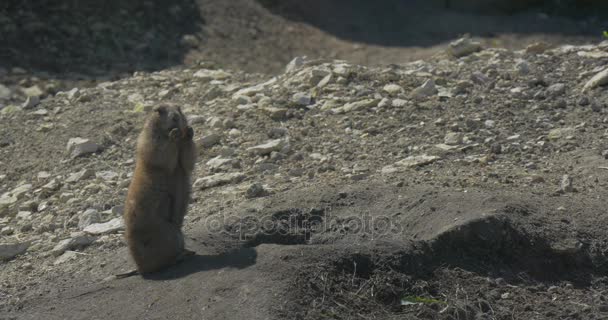 Écureuil de terre européen assis sur ses pattes postérieures avec prudence et mange Nourrir Gopher mange du foin Herbe sèche et graines Maïs ou blé Journée ensoleillée chaude En plein air — Video